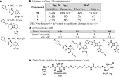 Activity-Based Protein Profiling Reveals That Cephalosporins Selectively Active on Non-replicating Mycobacterium tuberculosis Bind Multiple Protein Families and Spare Peptidoglycan Transpeptidases